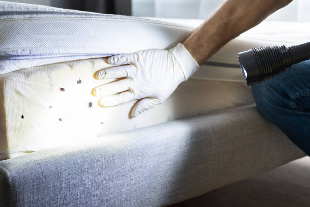 Best Termite Control Services  in Dent, OH