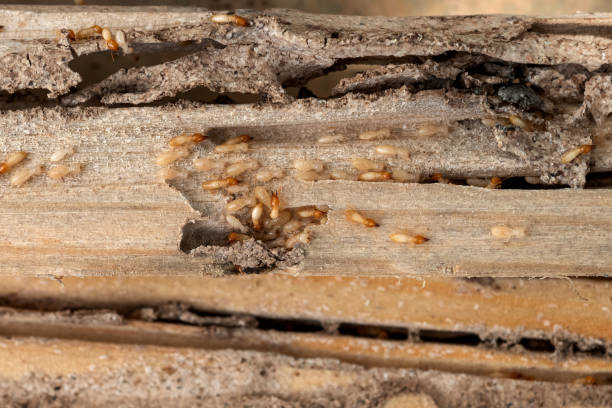 Best Bed Bug Extermination  in Dent, OH